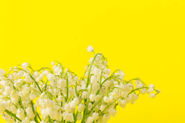 istock Lily of the Valley (Convallaria Majalis) isolated on yellow background 1224833036