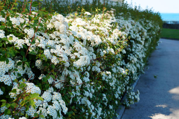 istock hedge of blooming spirea 1224833683
