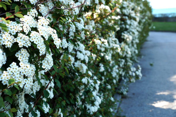 istock hedge of blooming spirea 1224834325