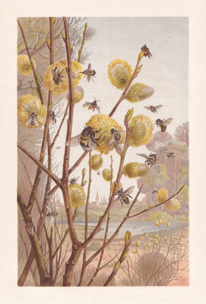 ilustrações, clipart, desenhos animados e ícones de insetos na primavera, cromolitógrafo, publicado em 1884 - chromolithograph