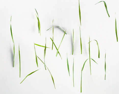 green grass on a white textured background clean and crisp blades.  It looks as if the grass is falling or floating. grass blades are created in repetition.