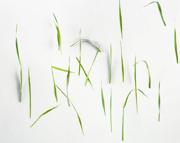 Grass decending in a chaotic pattern repeating dancing and falling green grass on a white textured background clean and crisp blades.  It looks as if the grass is falling or floating. grass blades are created in repetition. blade of grass photos stock pictures, royalty-free photos & images