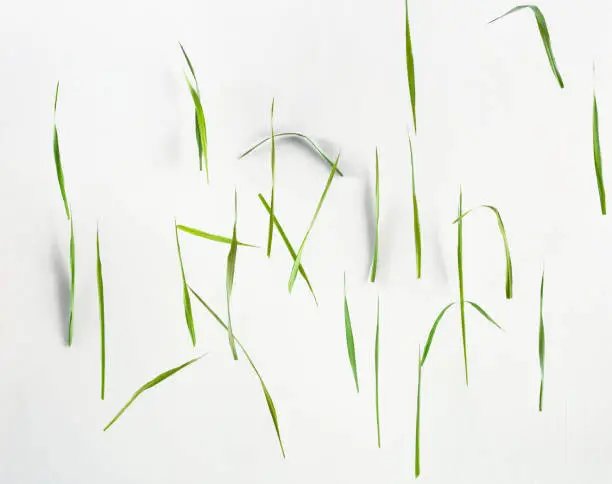Photo of Grass decending in a chaotic pattern repeating dancing and falling