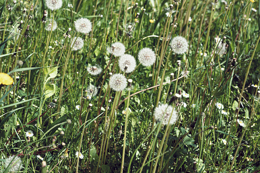A lawn of blowballs: Dandelion - Taraxacum Officinale