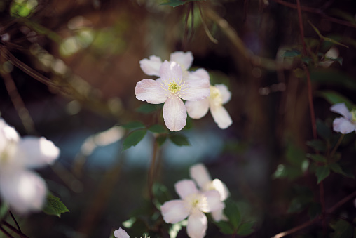 A bush of Mountain Clematis - Clematis Montana: a climbing plant that is a source of nectar for bees