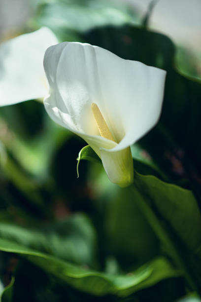 istock A Calla, Zantedeschia Aethiopica 1224837998
