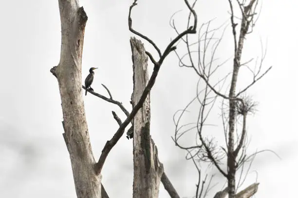 Photo of The black cormorant sits high on a branch of a withered tree.