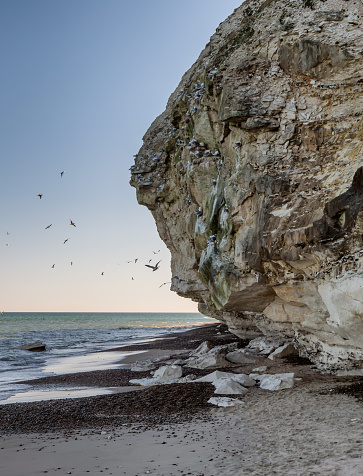 Bulbjerg bird fjeld cliffs at the North Sea Coast in Denmark