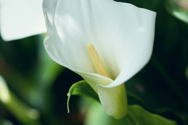 istock A Calla, Zantedeschia Aethiopica 1224838911