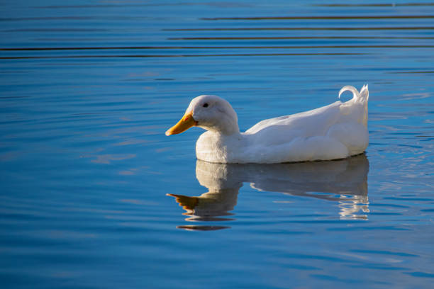 istock White pekin ducks swimming on a still calm lake with water reflection 1224839093