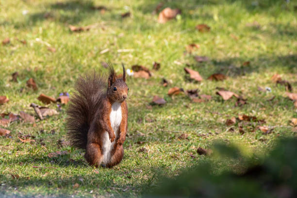 istock Squirrel on the way to the sunflower seeds 1224839776