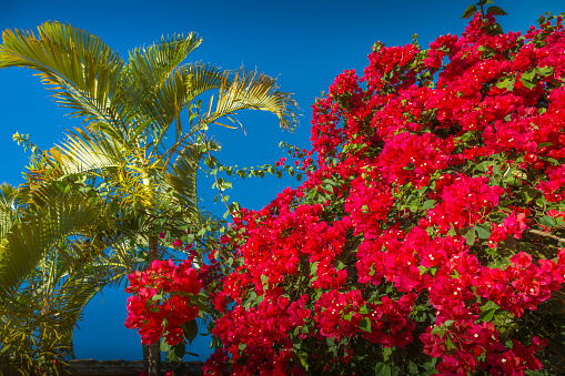 close up of blooming bougainvillea flower at Koufonisia islands Cyclades Greece - turquoise door background