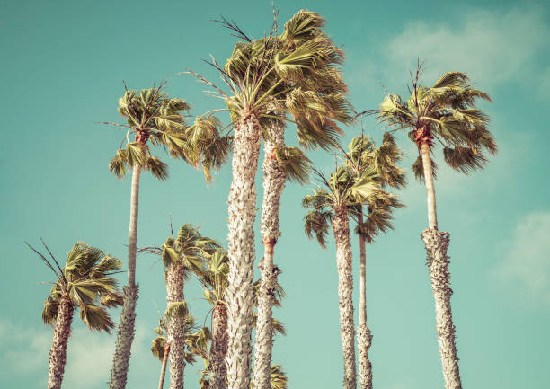 istock palm tree on sunny day with blue sky background. 1224841572