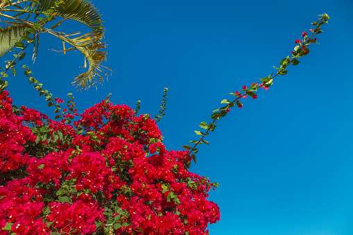Bougainvillea flowers at springtime in Bahia, northeast Brazil - Porto Seguro, Arraial d’Ajuda