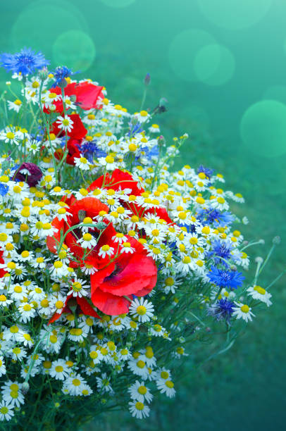 Wild flower bouquet with daisies and cornflowers. Wild flowers isolated on green background.