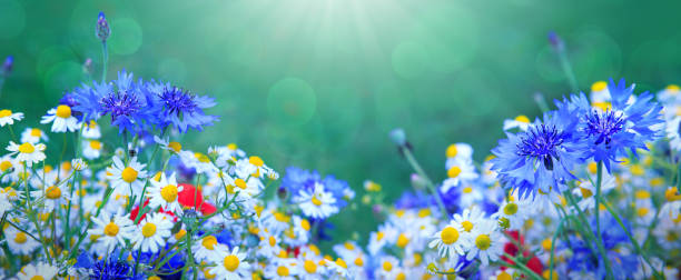istock Wild flower bouquet with daisies and cornflowers. 1224842425