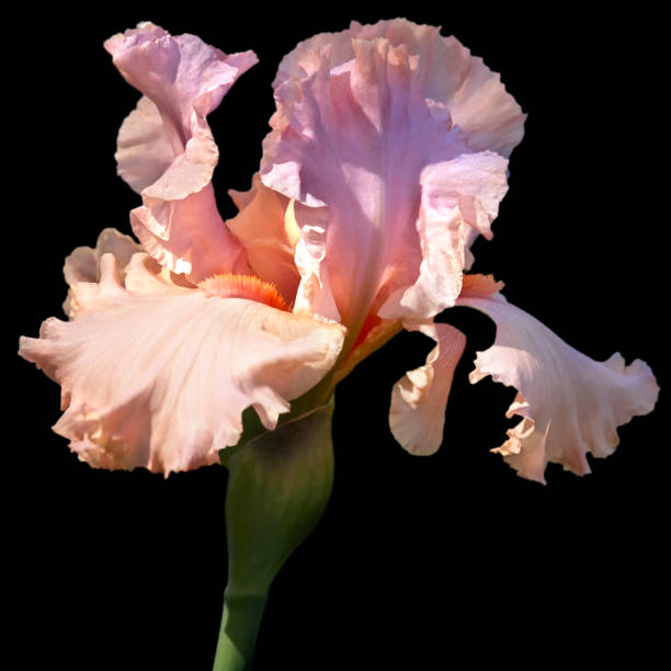 Pale pink iris bud closeup
