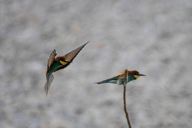 istock European bee-eater in the wild 1224842497