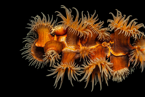 Gorgonian Wrapper Nemanthus annamensis, a species of Sea Anemones, is a common commensal on gorgonian sea fans and sea whips in Central Indo-Pacific water deeper than 10m. Sea anemones can contract and bend the column in various directions. The Gorgonian Wrapper's muscles can also be used to expand the column and tentacles by using hydrostatic pressure. This is called a hydrostatic skeleton. Gorgonian Wrappers can detach themselves from the bottom and relocate. Pantar Island, Indonesia, 8°12'51\