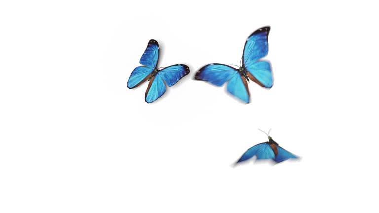 2,999 Butterfly Isolated Stock Videos and Royalty-Free Footage - iStock | Yellow butterfly isolated, Purple butterfly isolated, Gold butterfly isolated 2,999 Butterfly Isolated Stock Videos and Royalty-Free Footage - iStock | Yellow butterfly isolated, Purple butterfly isolated, Gold butterfly isolated