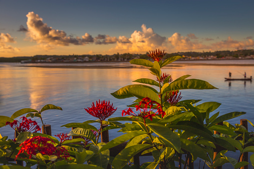 Flowerbed at sunset and Fishing Boat in Bahia, northeast Brazil - Porto Seguro, Arraial d’Ajuda