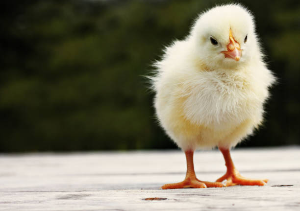 Chicks playing on the farm