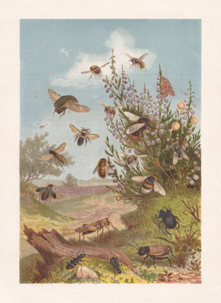 Insect life at the heather, chromolithograph, published in 1884 Insect life at the heather. Chromolithograph, published in 1884. bee water stock illustrations