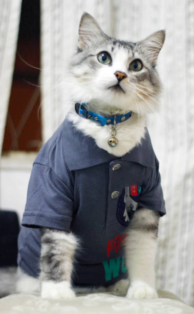 istock Cat with polo shirt 1224844734