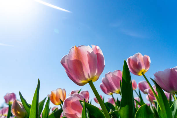 istock A Tulip field under Sunny Sky 1224844741