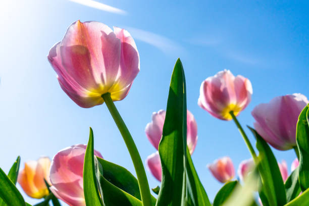 istock A Tulip field under Sunny Sky 1224844742