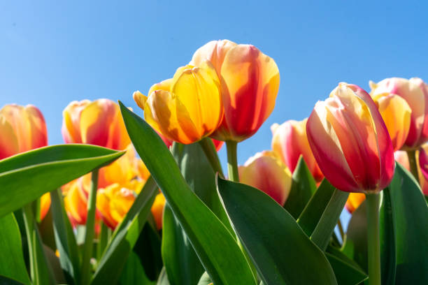 istock A Tulip field under Sunny Sky 1224844858