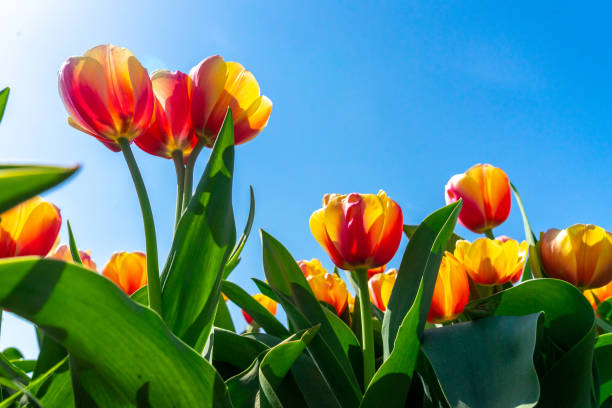 istock A Tulip field under Sunny Sky 1224844860