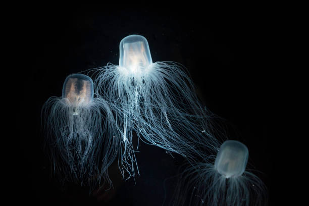 морская оса - бессмертные медузы - box jellyfish стоковые фото и изображения