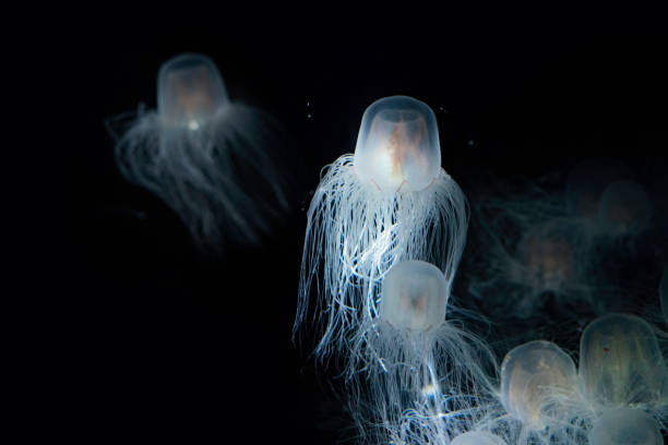 a vespa do mar - água-viva imortal - box jellyfish - fotografias e filmes do acervo