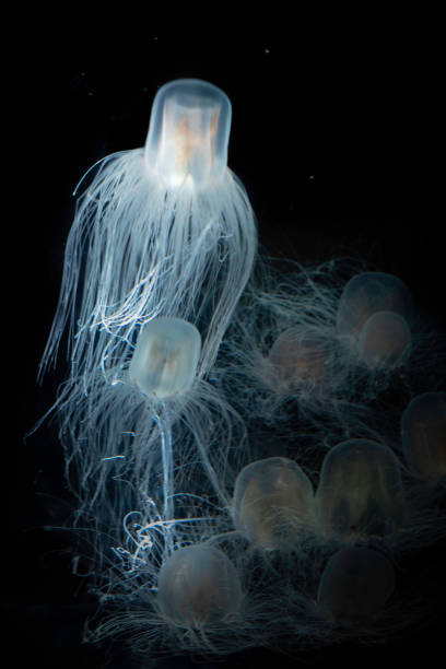 a vespa do mar - água-viva imortal - box jellyfish - fotografias e filmes do acervo