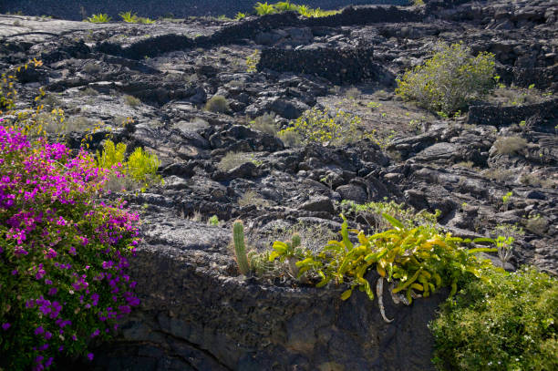César Manrique Foundation on the island of Lanzarote, Canary Islands, Spain, Europe