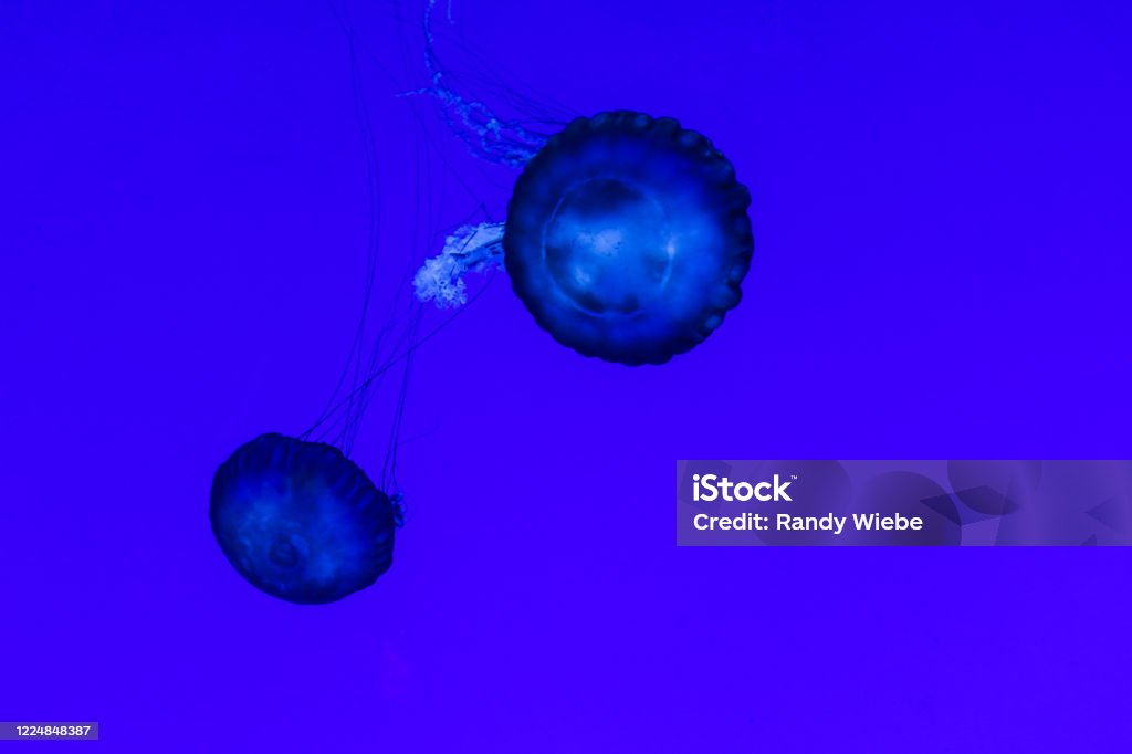 Floating Jellyfish in blue colour Jellyfish inside a aquarium Animals In Captivity Stock Photo