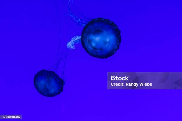 Floating Jellyfish In Blue Colour Stock Photo - Download Image Now - Animals In Captivity, Aquarium, Beauty