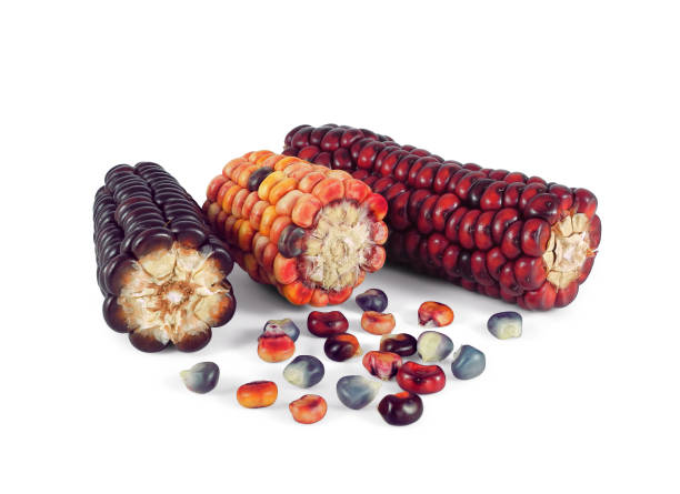 多色インドコーン分離 - autumn corn indian corn decoration ストックフォトと画像