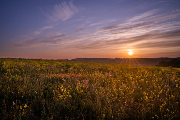 istock Sunset over a field of mixed flowers 1224850134