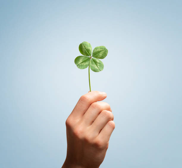 Lucky four leaves clover Female hand holding four leaves clover on blue background irish culture photos stock pictures, royalty-free photos & images