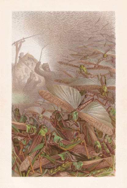ilustrações de stock, clip art, desenhos animados e ícones de swarm of grasshoppers (migratory locust), chromolithograph, published in 1884 - locust