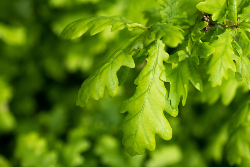 Close up of oak leaves on end of branch with out of focus foliage in background