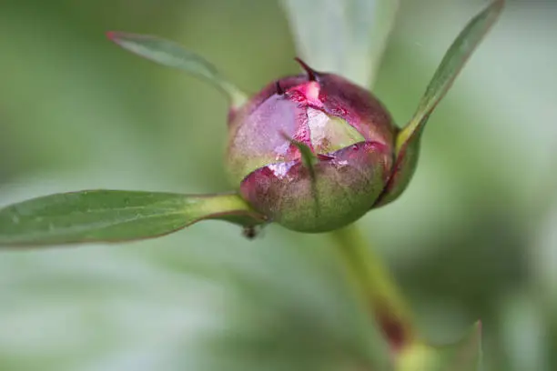 Macro close-up of peony flower bud before opening