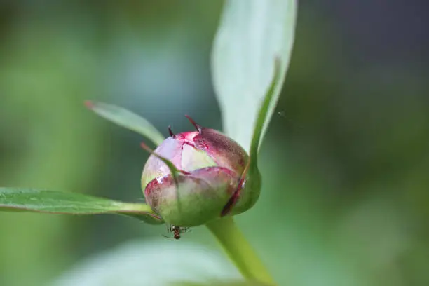 Macro close-up of peony flower bud before opening