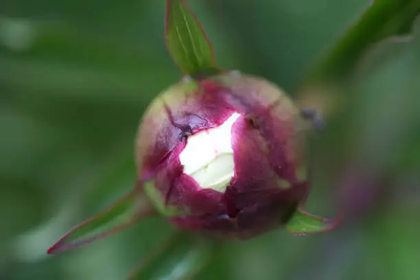 Macro close-up of peony flower bud before opening