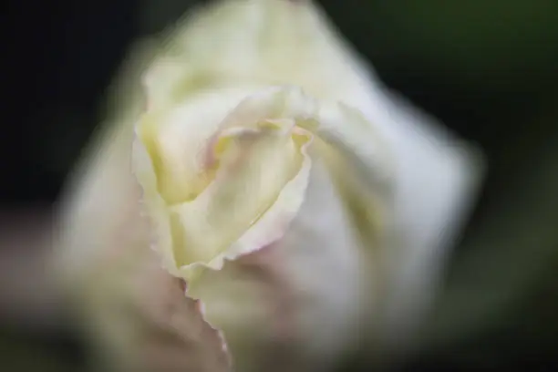 Macro photo from above of white rose bud as flower starts to unfurl