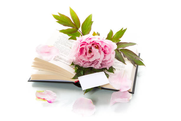 istock peony pink beautiful flower, book, empty card 1224852858
