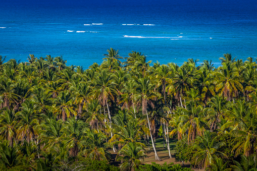Above Tropical beach with palm trees in Bahia, northeast Brazil - Porto Seguro, Arraial d’Ajuda