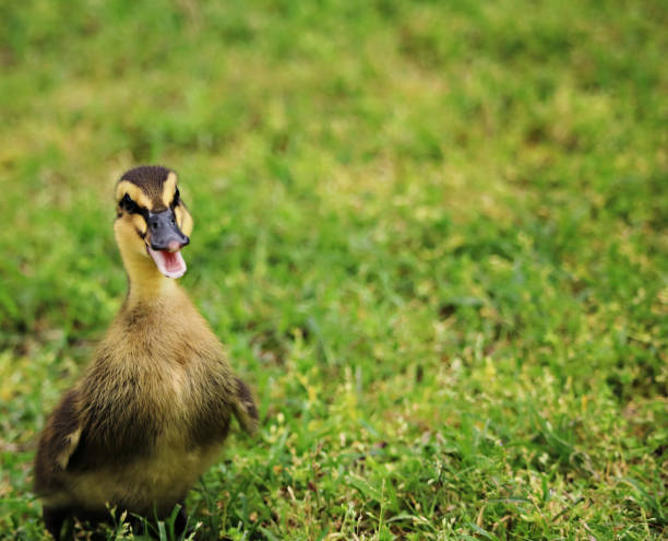 istock A duckling, chicks and a bunny playing 1224853001